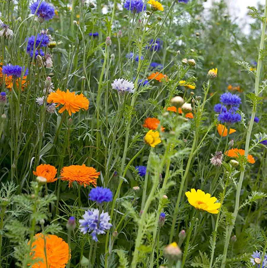 annuals-flowers