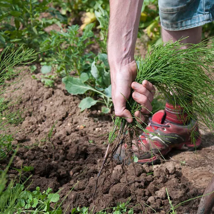 removing-equisetum-by-hand