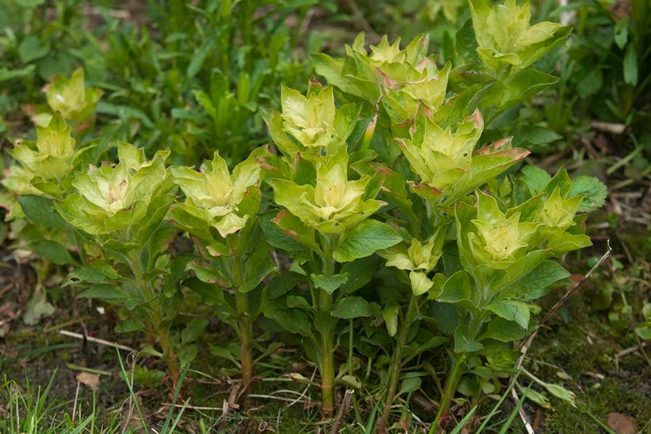 lysimachia-affected-by-weedkiller