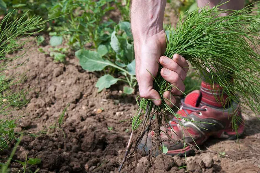 removing-equisetum-by-hand