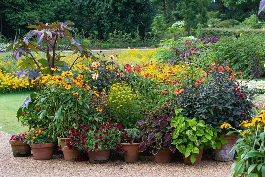 Group of potted summer flowers