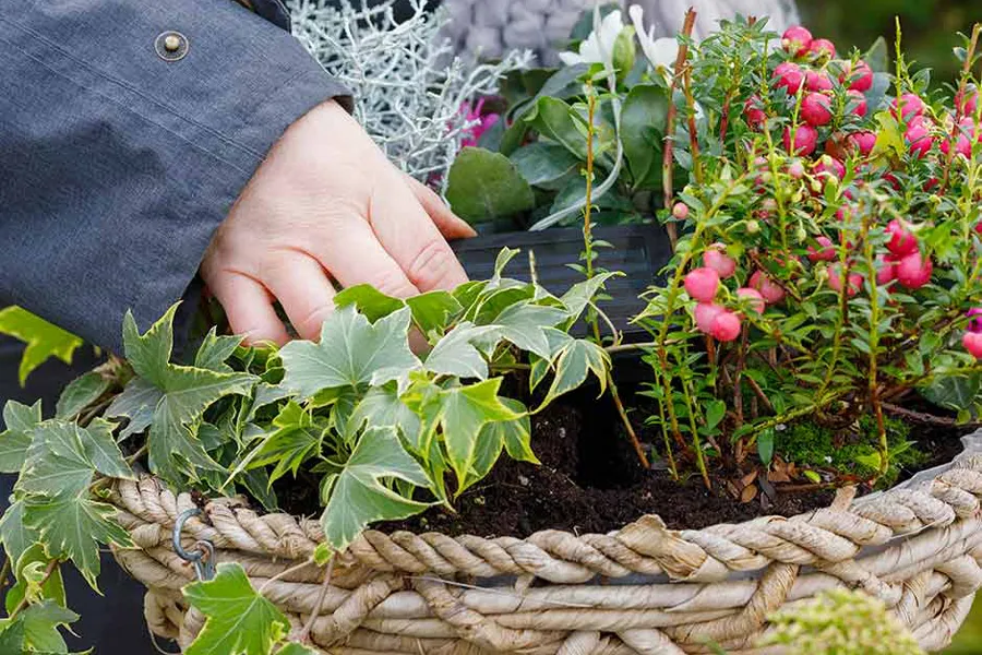 Planting up a hanging basket for winter interest