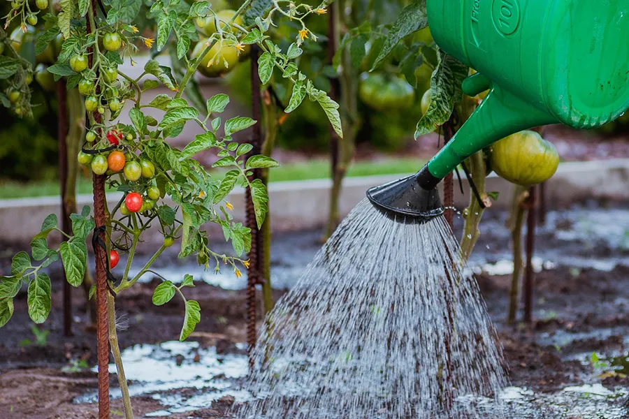 A watering can being used to water tomato plants.