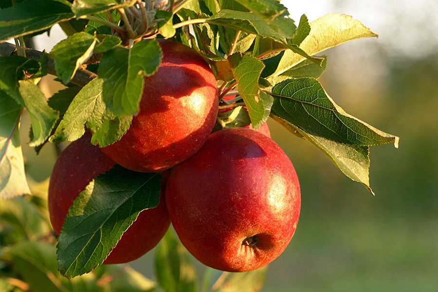 Pruning Apples