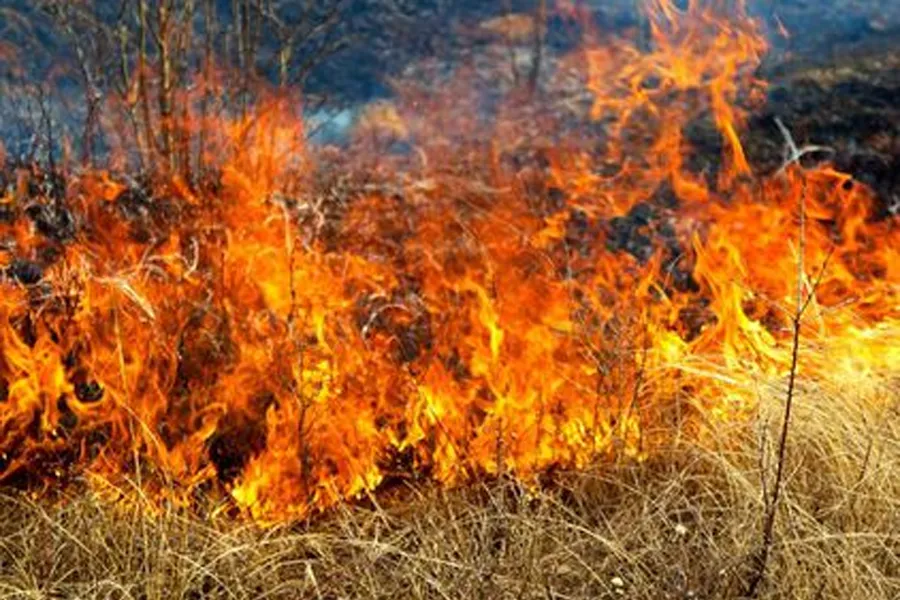 Dry grass and bushes on fire