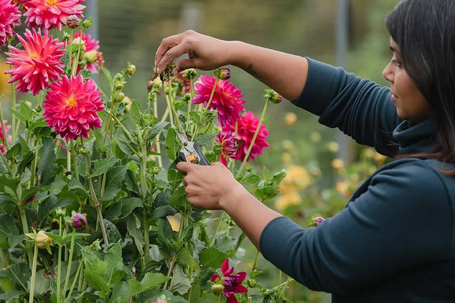 Lady deadheading flowers