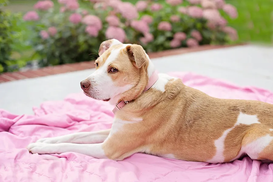 dog laying on a blanket in the garden