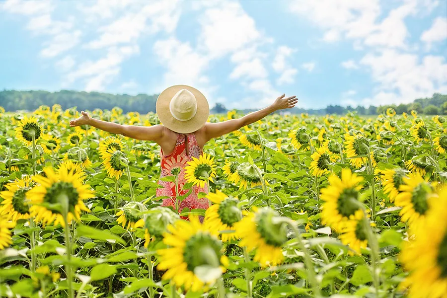 Sunflowers and happiness