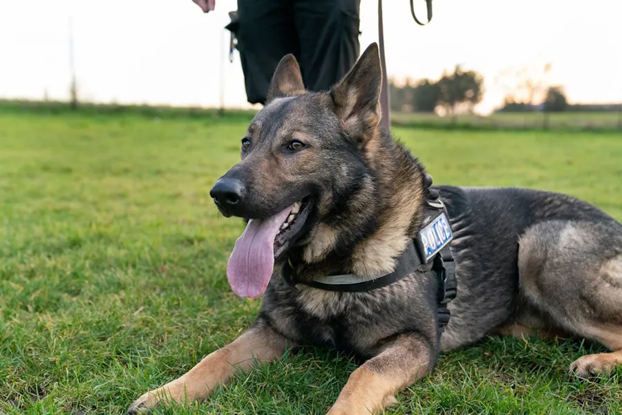 Retired Police Dog Diesel