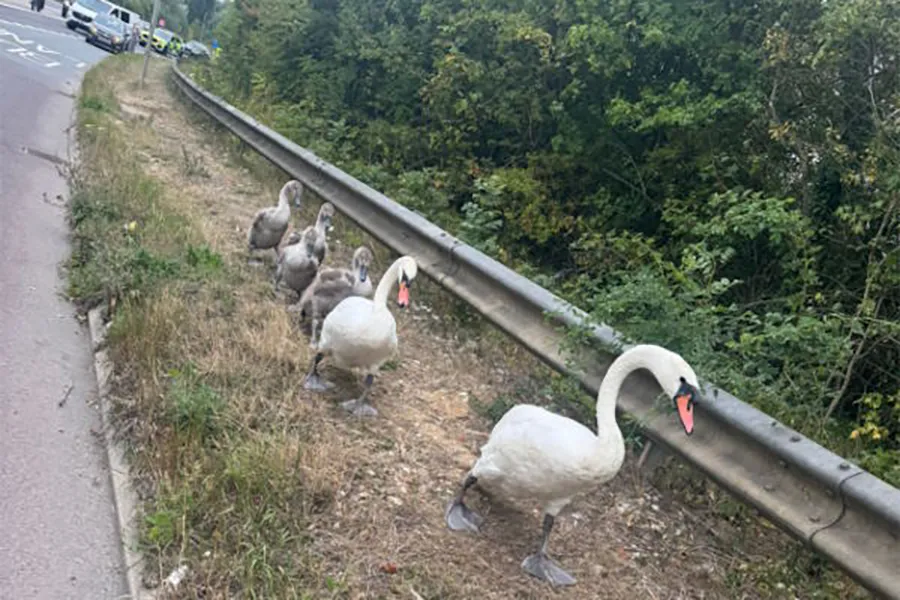 Swan rescue