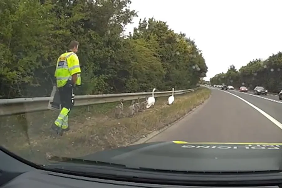 Rescued swans