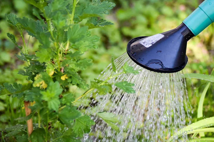 Use the watering can to water your plants