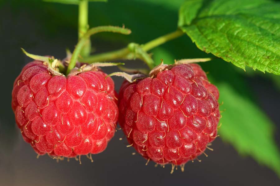 Raspberries
