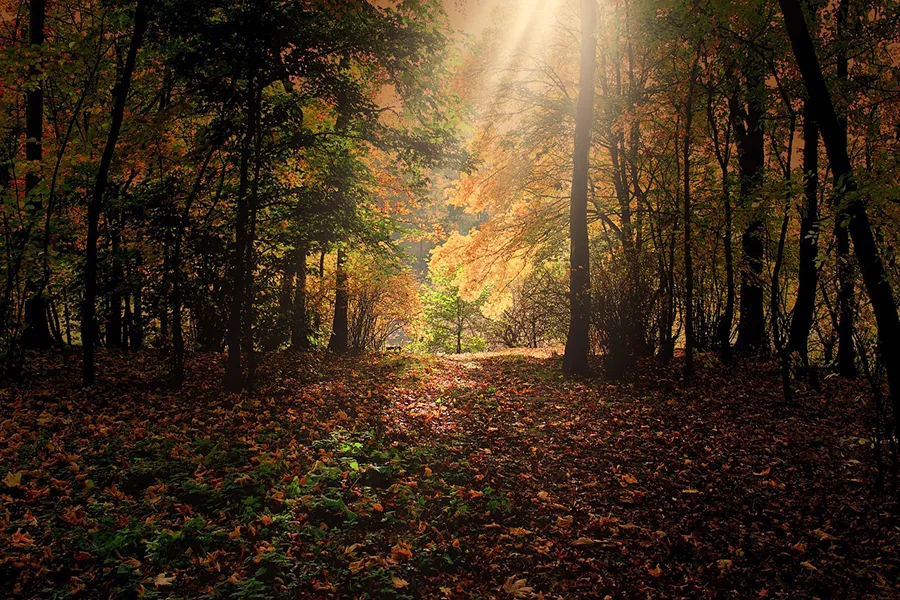 Autumn trees