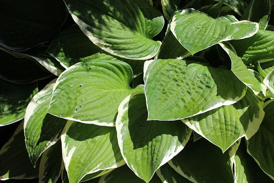 Hostas
