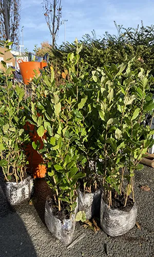 Tree collection