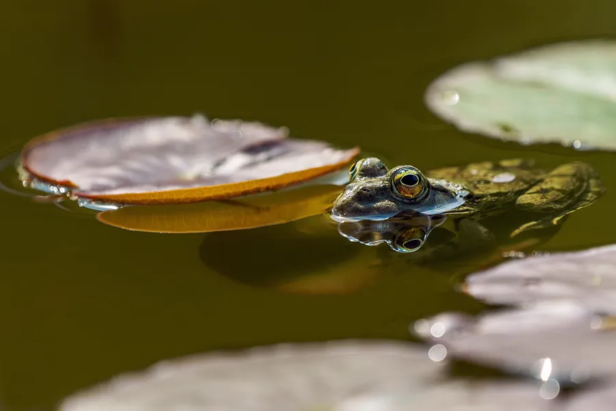 Frog in the pond