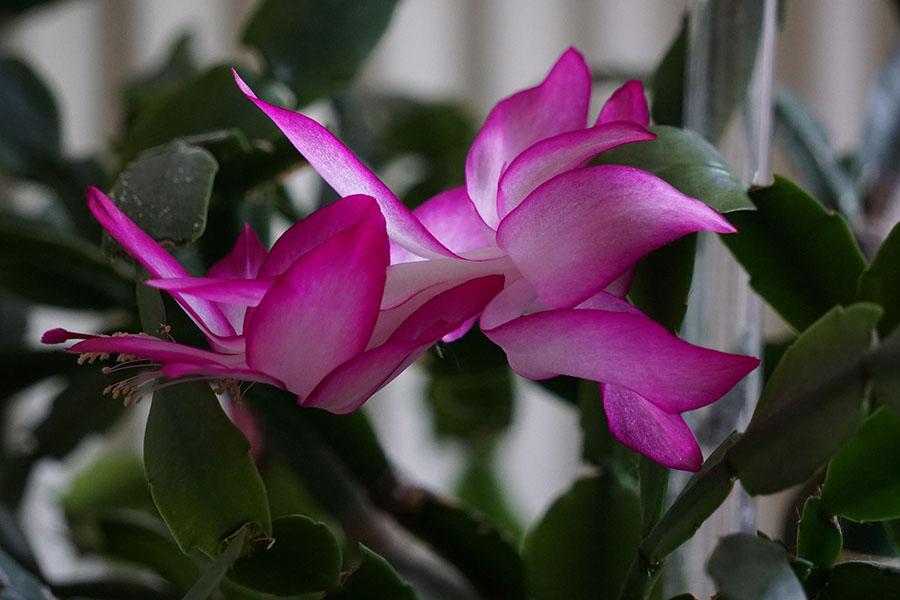 Christmas Cactus