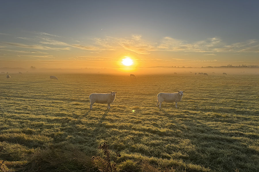 Sheep in field