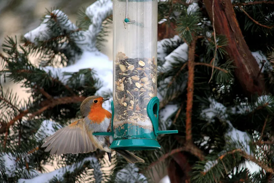Robin at feeder