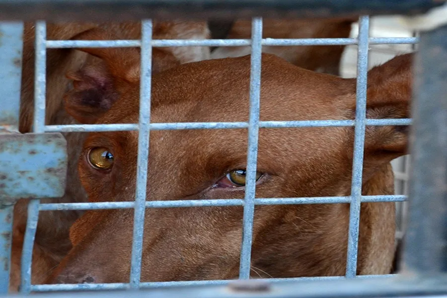 Dog in crate