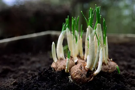 Bulbs