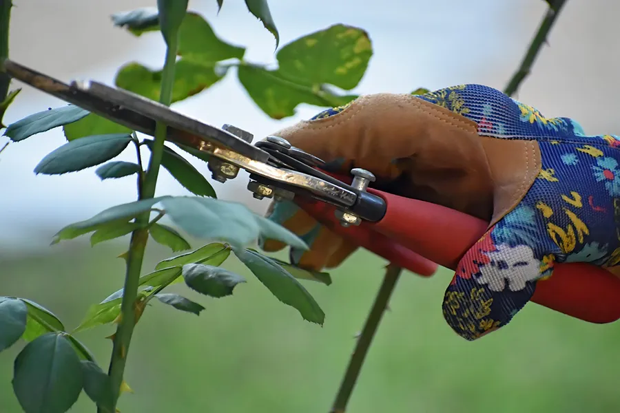 Rose Pruning