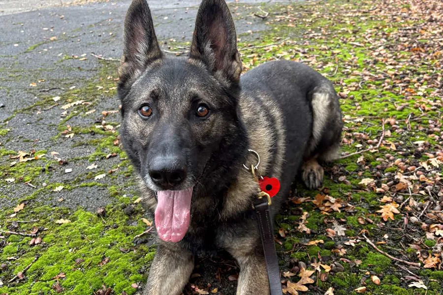 Police dog