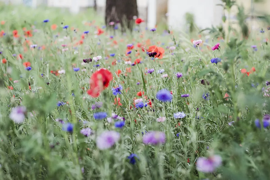 wild flowers