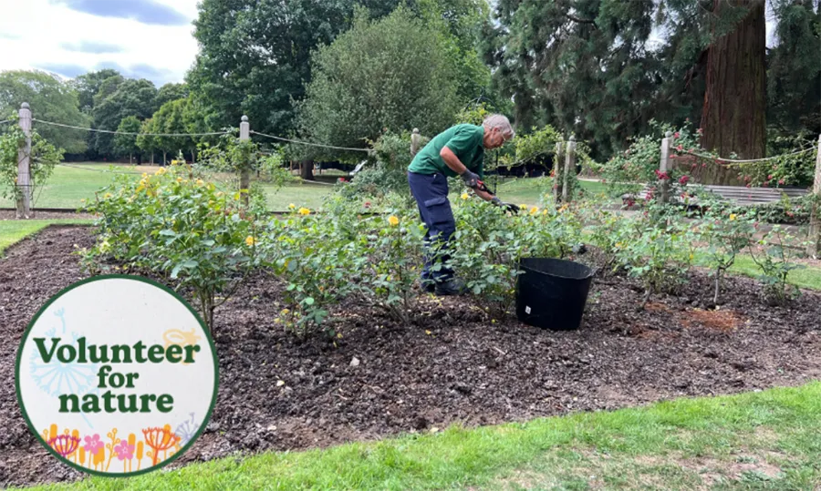 A singular volunteer in a rose bed in Oaklands Park. In the bottom left hand corner of the image is a badge design that has writing in the circular shape that reads 'Volunteer for nature'.