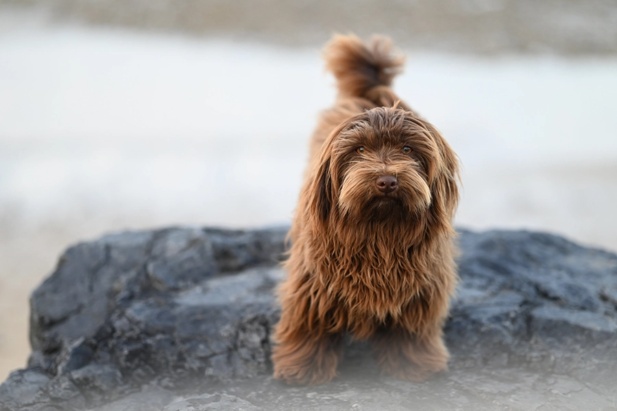 dog on the rock