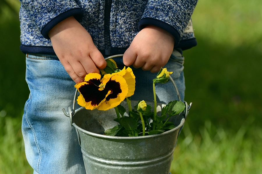 Bucket of pansies