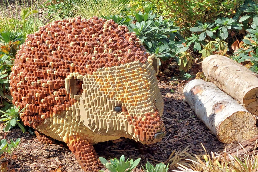 hedgehog