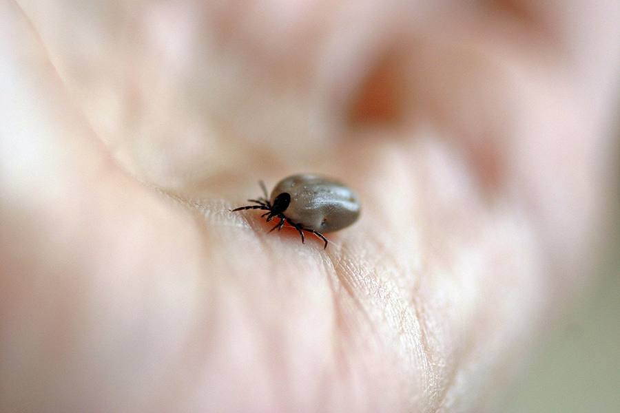 tick on hand