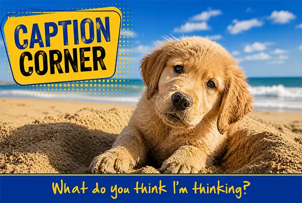 Labrador pup in the sand on a beach