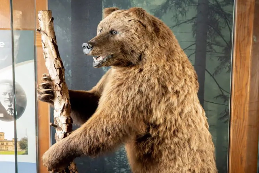 brown bear