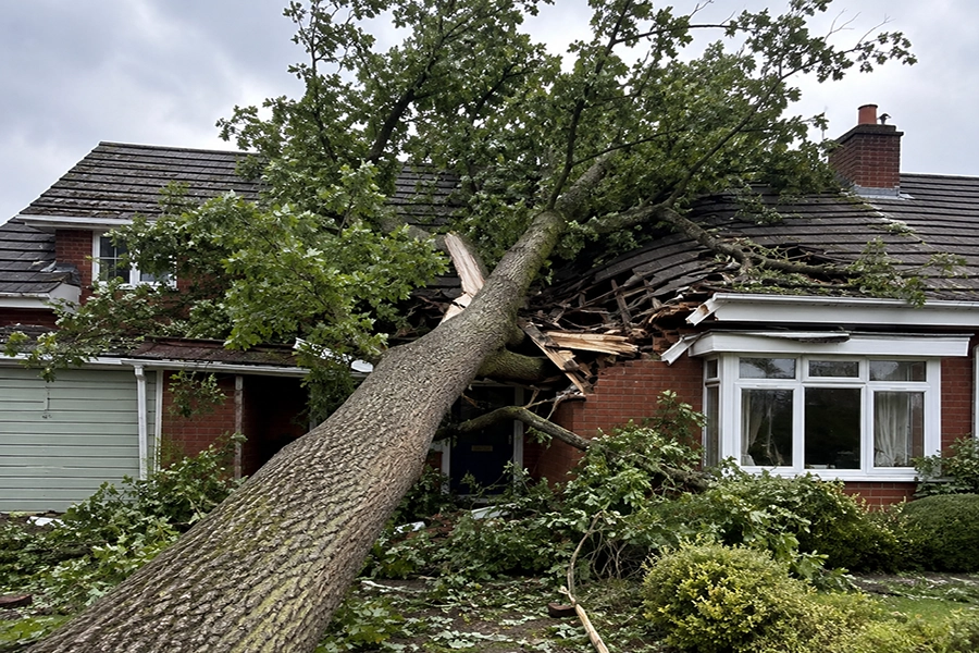 Tree on house